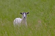 sheep-grass-animal-green-summer-541119.jpg