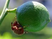 fruit-spiders-limes-bugs-insects-387185.jpg