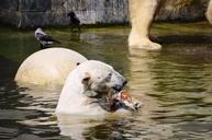 polar-bear-swim-water-359262.jpg