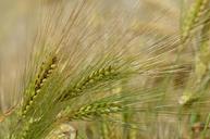 barley-cereal-agriculture-1479431.jpg