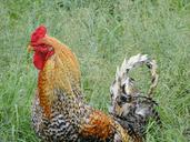 rooster-chicken-cock-poultry-farm-18863.jpg