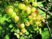 berries-garden-currant-ribes-rubrum-362222.jpg