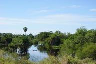 swamp-wetland-jungle-water-nature-184745.jpg