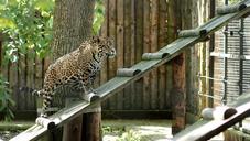 leopard-cat-pet-zoo-1363882.jpg