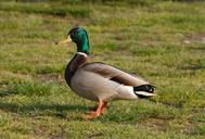 duck-mallard-drake-bird-wildlife-649641.jpg