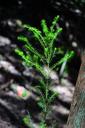 engine-tree-heath-erica-arborea-461244.jpg