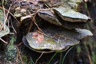 birch-fungus-forest-autumn-498886.jpg