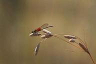 American rubyspot damselfly.jpg