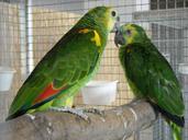 parakeets-small-parrots-pets-birds-957751.jpg