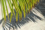 palm-tree-background-sheet-beach-1035225.jpg