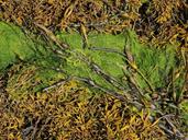 seaweed-sea-weed-algae-marine-1498962.jpg