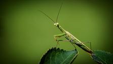 praying-mantis-religiosa-insect-1170776.jpg