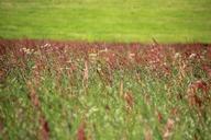 meadow-flower-meadow-spring-grasses-350379.jpg