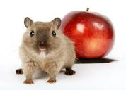 animal-apple-breakfast-close-1239132.jpg