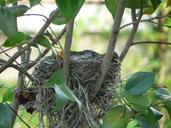 robin-s-nest-baby-robins-bird-s-nest-494009.jpg