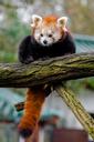 red-panda-little-panda-cute-bamboo-1182072.jpg