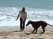 fun-beach-dog-water-143640.jpg