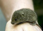 vole-rodents-hamster-animals-hand-426792.jpg