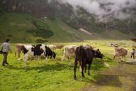 alpine-pasture-calf-switzerland-383187.jpg