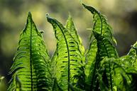 fern-ferns-green-nature-foliage-1379020.jpg