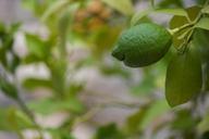 lemon-green-vitamins-lemon-tree-1699983.jpg