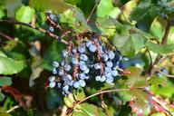 berries-blue-ripe-fruit-plant-1012644.jpg