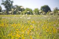 wildflowers-yellow-field-flowers-554125.jpg