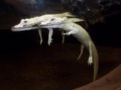 alligator-aquarium-albino-carnivore-396158.jpg