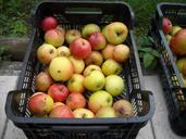 apples-fruit-fruits-healthy-999837.jpg