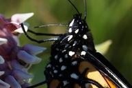 monarch-monarch-butterfly-butterfly-1499412.jpg