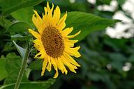 sunflower-flower-yellow-foliage-1642912.jpg