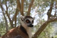 lemur-animal-lemurs-nature-mammal-206286.jpg