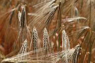 wheat-wheat-field-rye-wheat-spike-809444.jpg