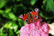 peacock-butterfly-butterfly-insect-453906.jpg