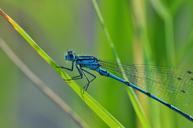 dragonfly-azure-bridesmaid-insect-540839.jpg