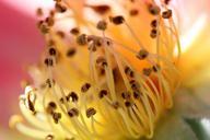 pollen-close-up-floral-plant-86708.jpg