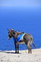 donkey-sea-greece-santorini-763179.jpg