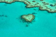 heart-coral-australia-coral-reef-1492445.jpg