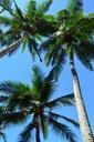 palm-trees-palms-tropical-nature-383508.jpg