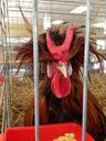 rooster-birds-caged-chickens-416015.jpg