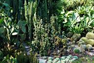 succulents-cactus-botanical-garden-1524266.jpg