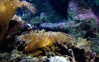 aquarium-algae-sea-1047590.jpg