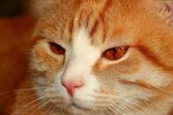 eyes-vision-feline-sad-animal-1030439.jpg