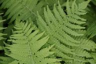 fern-ferns-leaves-plant-fern-plant-184829.jpg