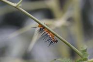 caterpillar-butterfly-caterpillar-784963.jpg