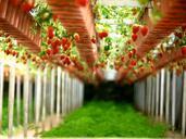 strawberry-farms-gardens-gardening-260687.jpg