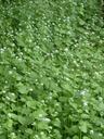 garlic-mustard-blossom-bloom-white-116293.jpg