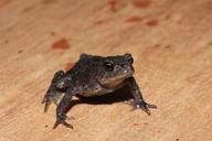 frog-toad-amphibian-cute-398852.jpg