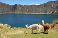 llamas-animal-mammal-andes-wool-83780.jpg