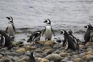 fishing-penguins-penguin-cute-279598.jpg